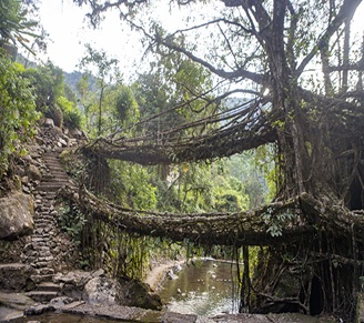 double_root_bridge